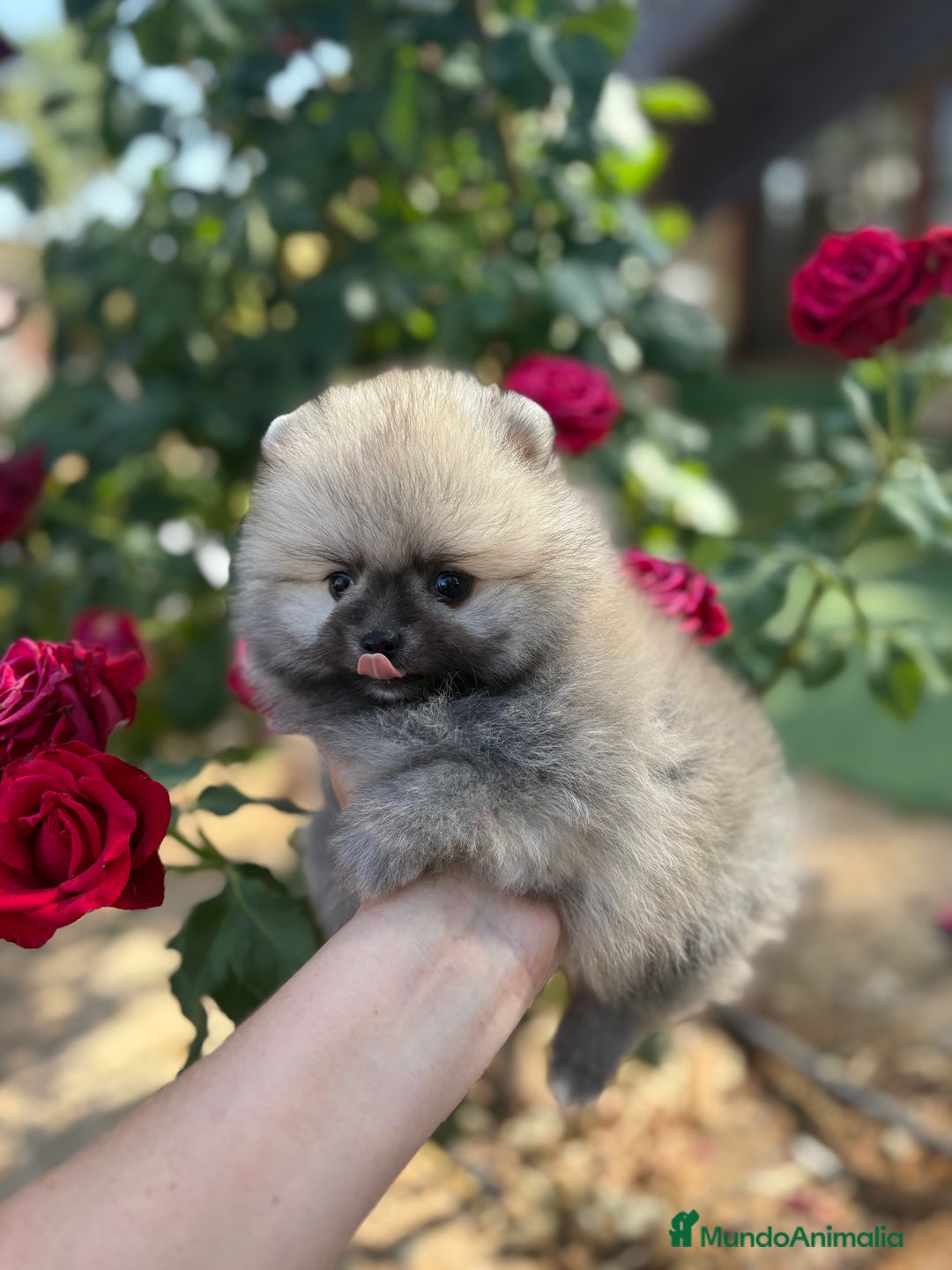 Pomerania perros en venta: Pomerania excelentes lineas  - Imagen 7