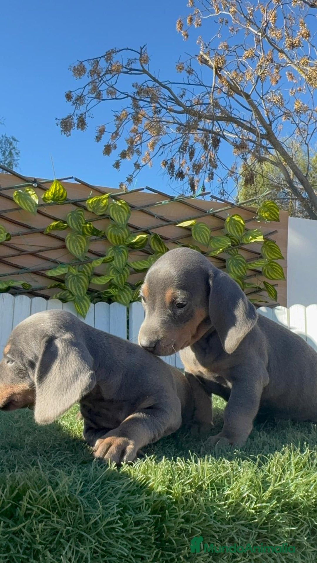 Teckel Miniatura perros en venta: TECKEL BLUE- MACHOS Y HEMBRAS DISPONIBLES - Anuncio 4