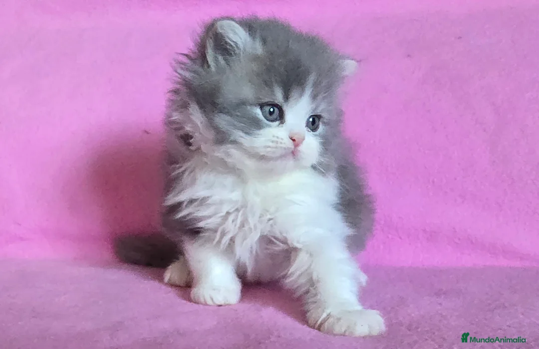 Persa gatos en venta: Gatcot.com - Anuncio 6