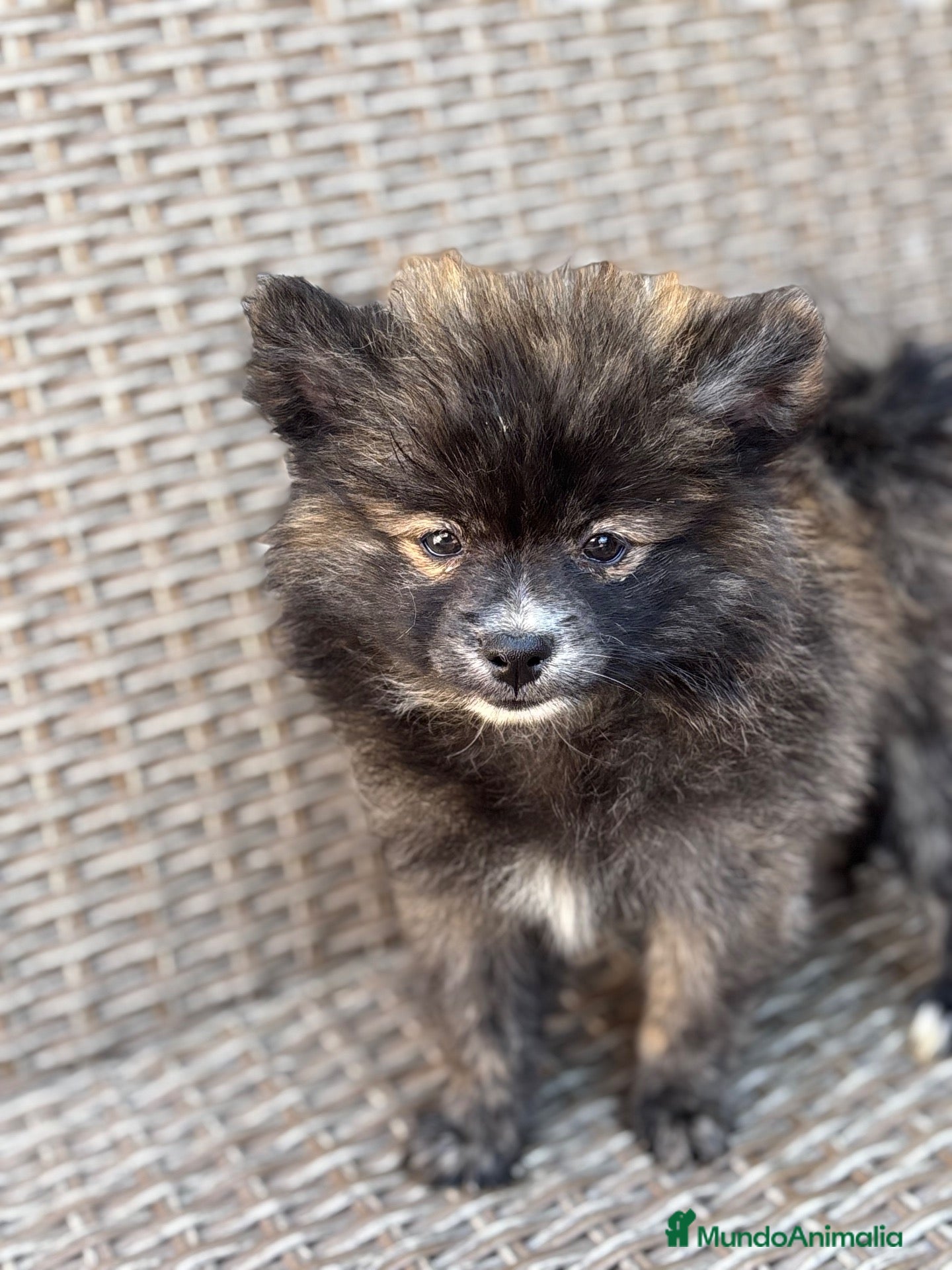 Pomerania perros Macho pomerania🐻 - Anuncio 1