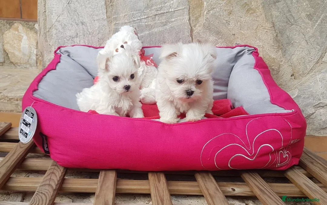 Bichón Maltés perros en venta: Bichón Maltés bebés  en Barcelona - Anuncio 6