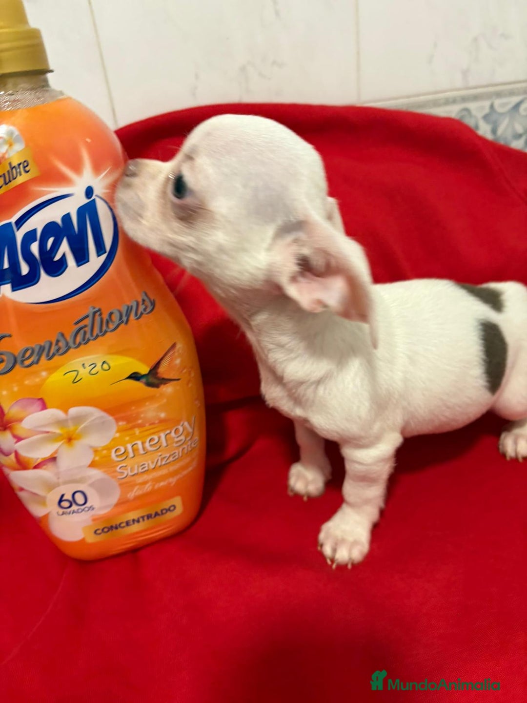 Chihuahua perros en venta: Chihuahua toy blanco - Anuncio 4
