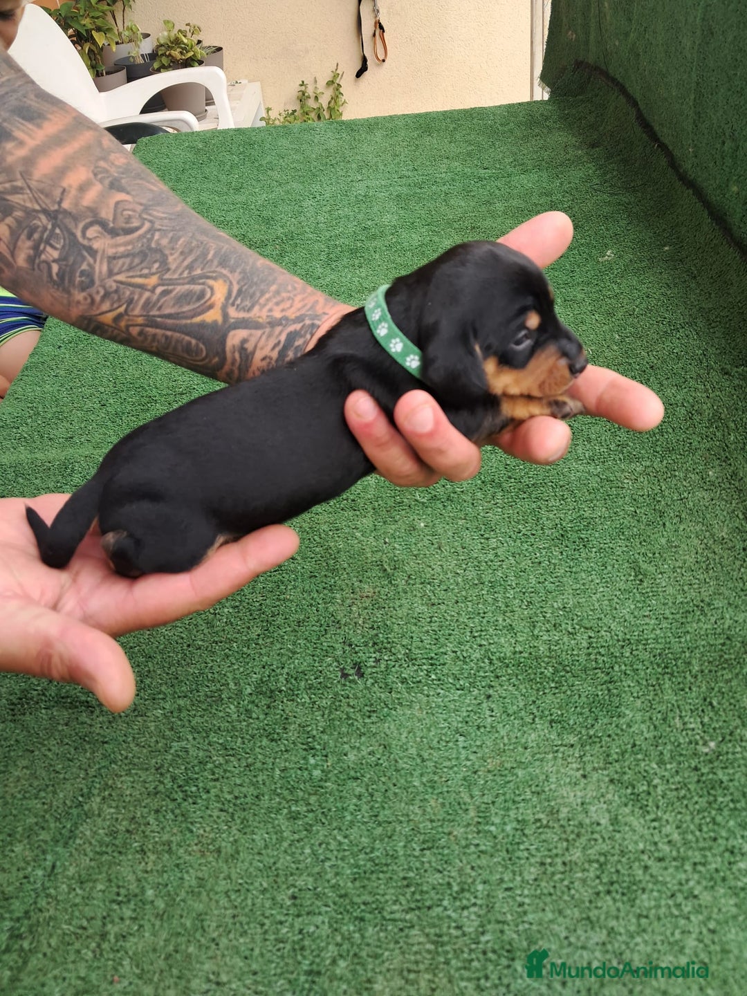 Teckel Miniatura perros en venta: Teckel Miniatura  - Imagen 25