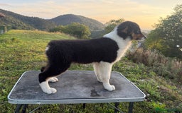 Pastor Australiano perros en venta: Preciosos cachorros de Pastor Australino  - Imagen 10
