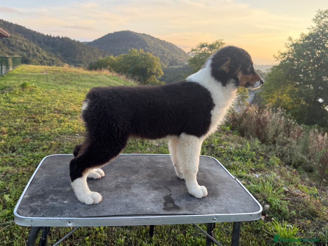 Pastor Australiano perros en venta: Preciosos cachorros de Pastor Australino  - Imagen 10
