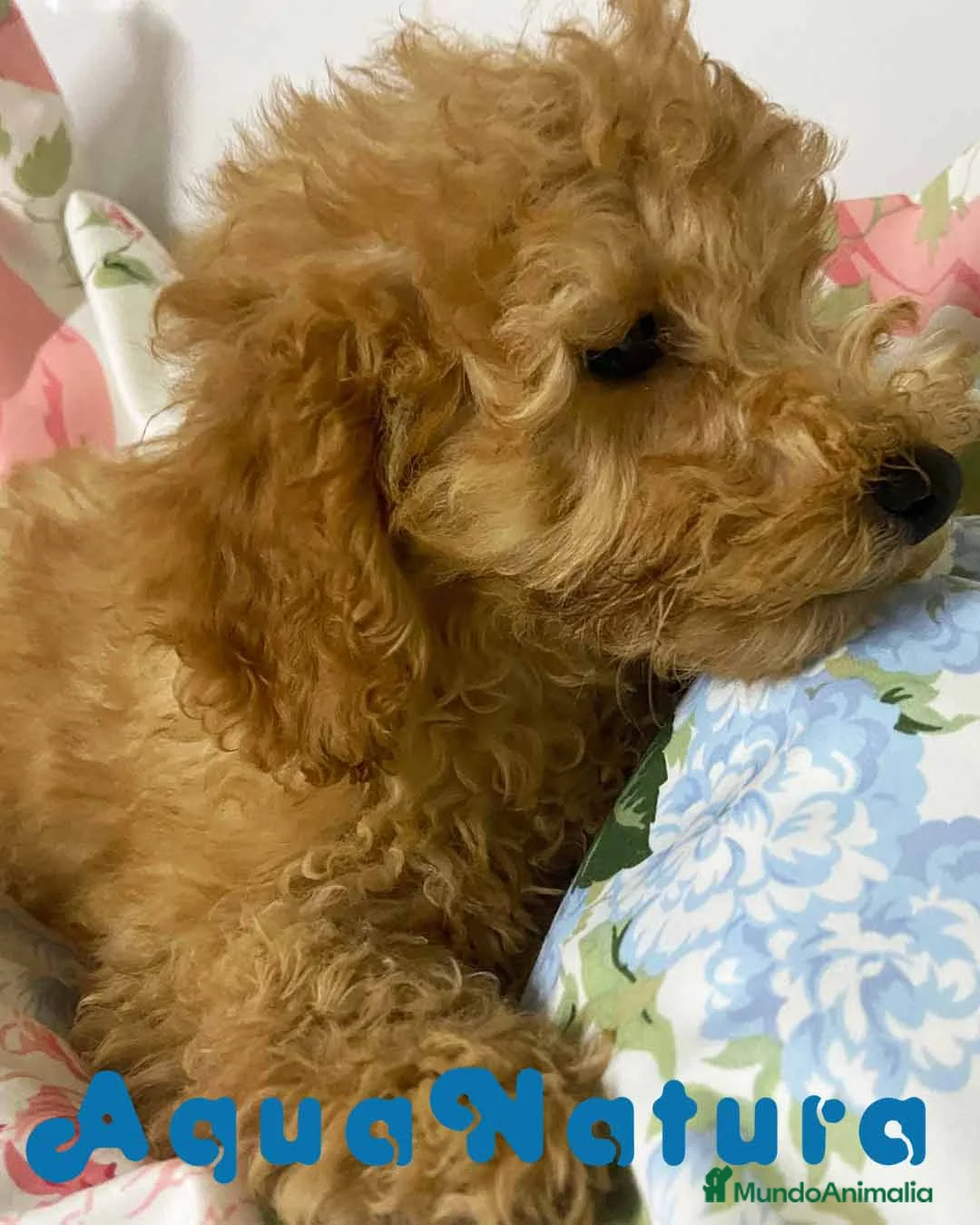 Caniche Mediano perros en venta: Caniche Macho de Camila y Can 5881 AQUANATURA en Barcelona - Anuncio 5