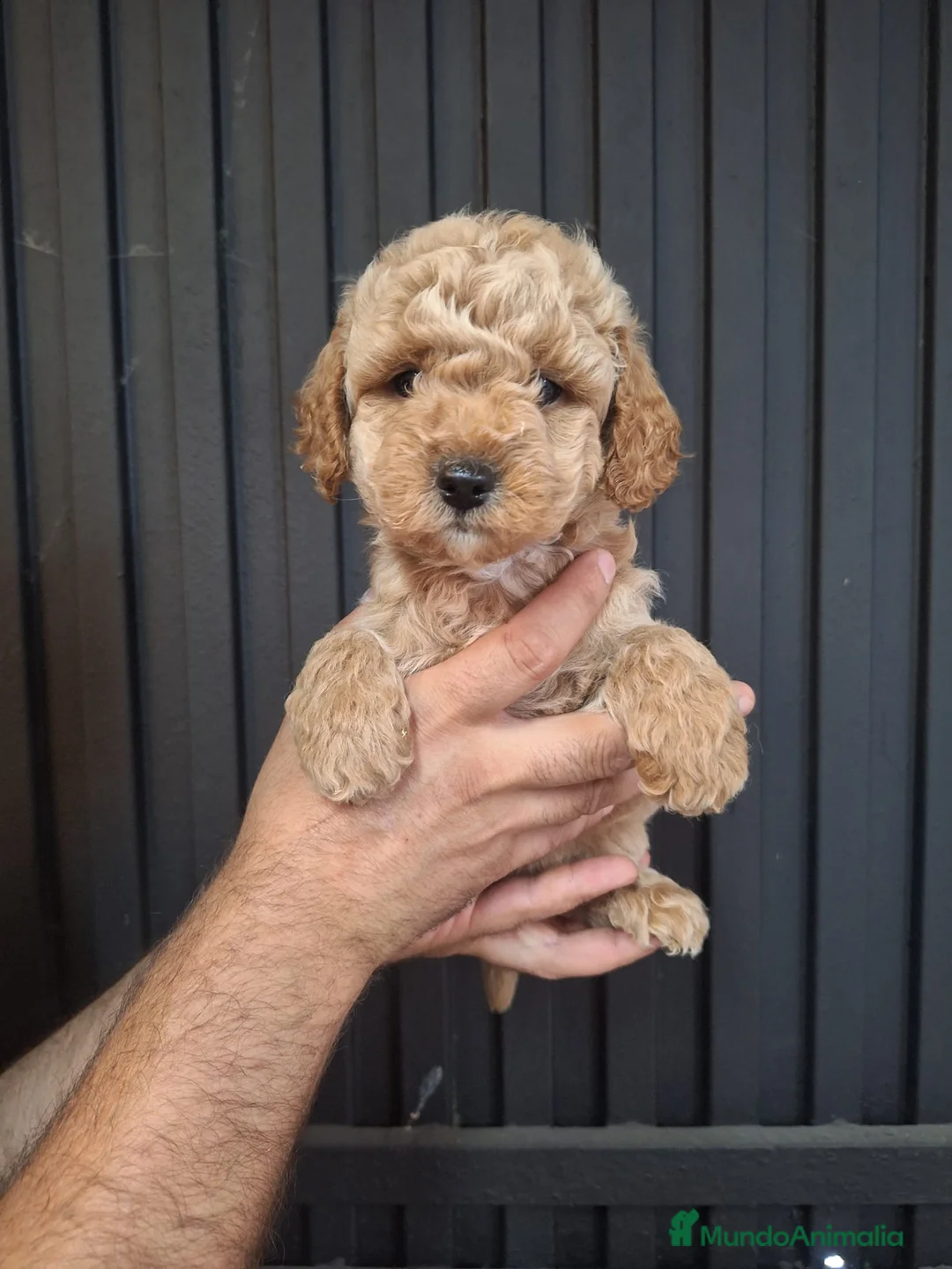 Goldendoodle perros en venta: GOLDENDOODLE MINI - Anuncio 2