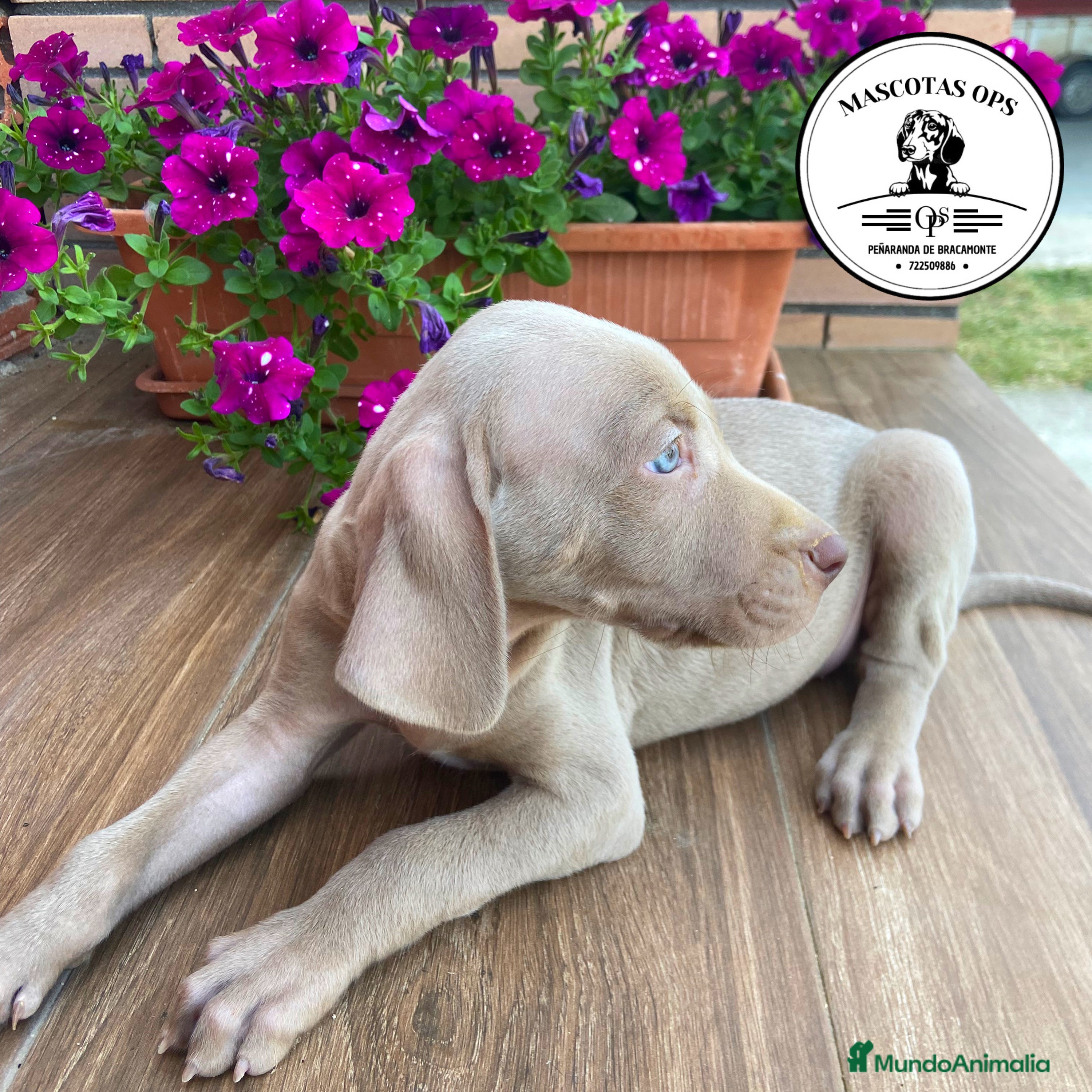 Weimaraner perros Braco de weimar en Salamanca - Anuncio 1