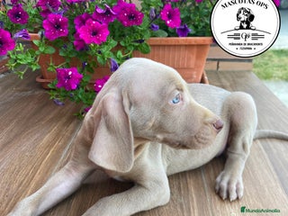 Weimaraner perros en Salamanca - Anuncio 2