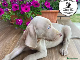 Weimaraner perros Braco de weimar en Salamanca - Anuncio 2