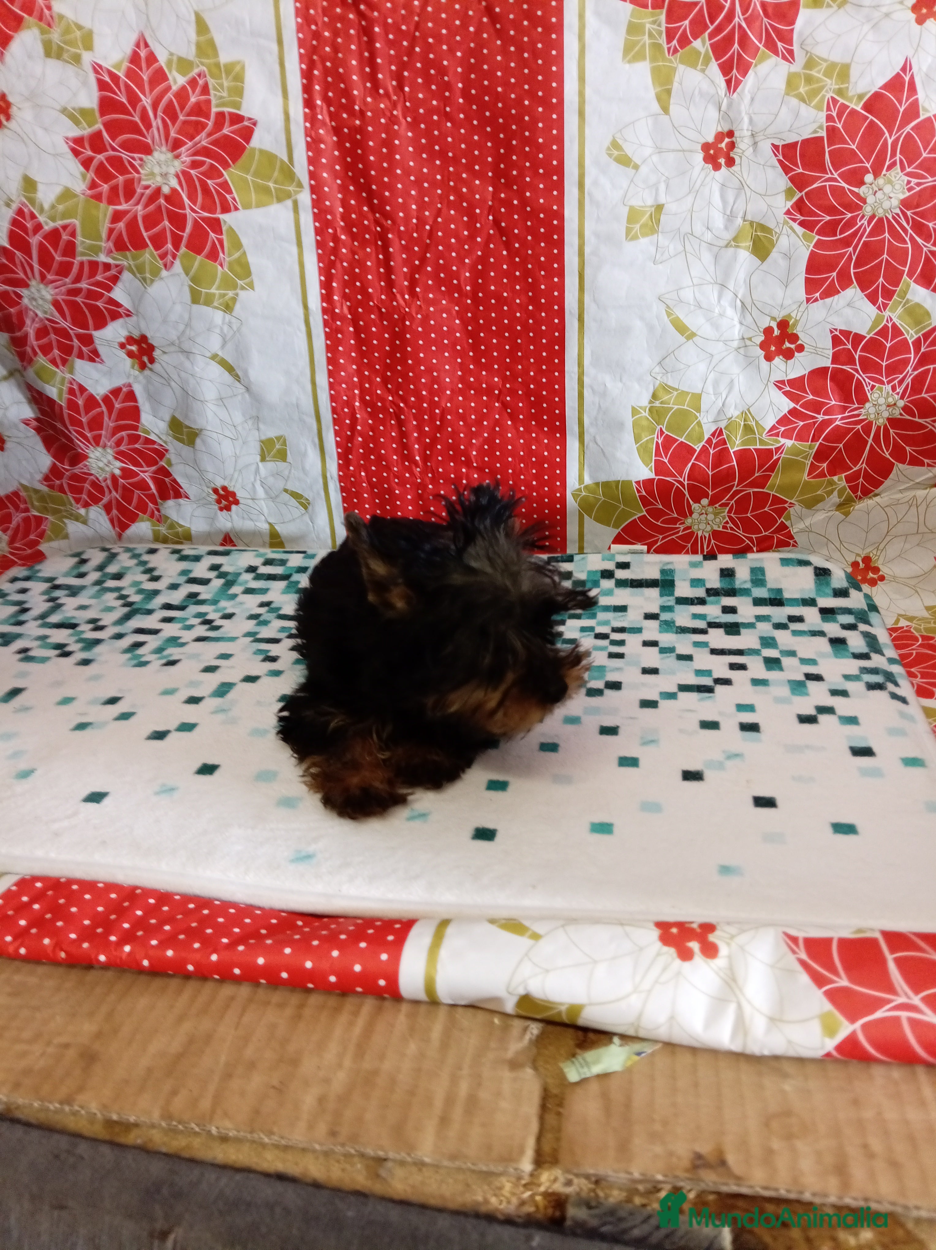 Yorkshire Terrier perros Yorshire toy  - Anuncio 2