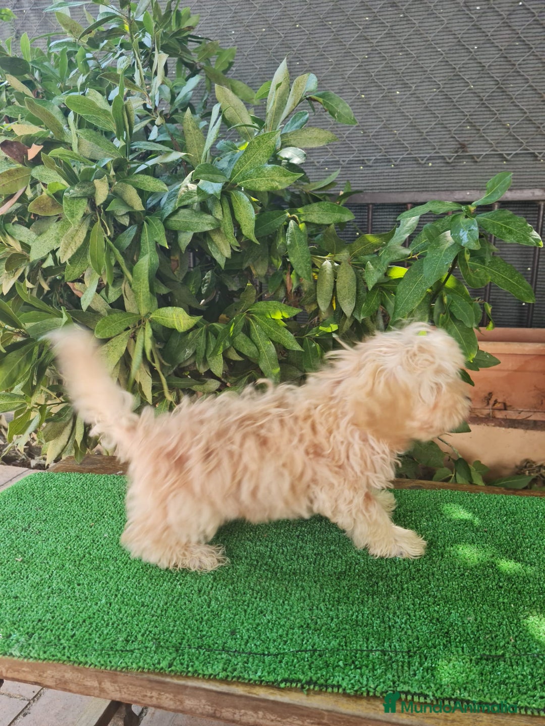 Maltipoo perros en venta: Maltipoo Toy apricot  - Imagen 5