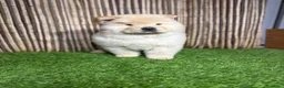 Chow Chow perros en venta: CHOW CHOW - Anuncio 3