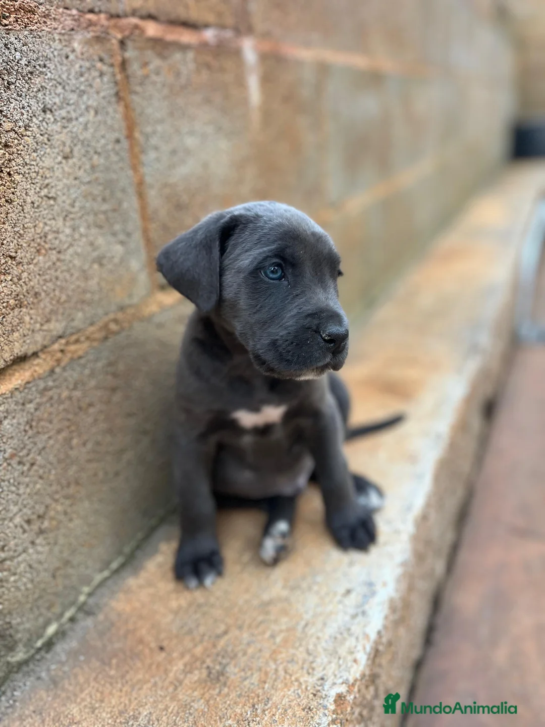 Cane Corso perros en venta: Cane corso  - Anuncio 2