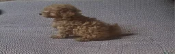 Caniche Toy perros en venta: Caniche enano/toy - Anuncio 7