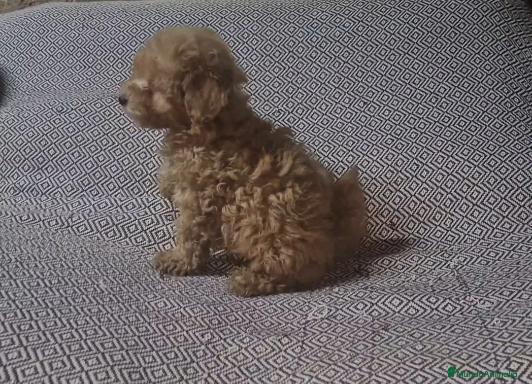 Caniche Toy perros en venta: Caniche enano/toy - Anuncio 7