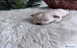 Maltipoo perros en venta: MALTIPOO MACHO - Imagen 2