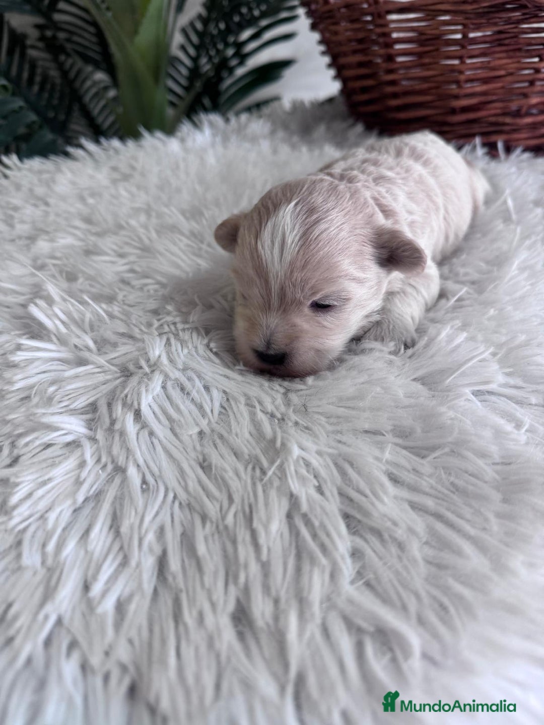 Maltipoo perros en venta: MALTIPOO MACHO - Imagen 2