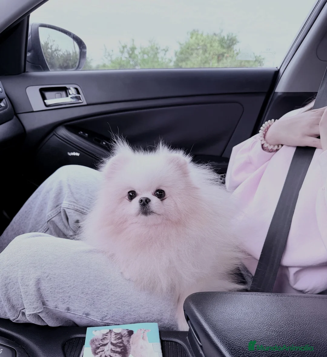 Pomerania perros en venta: Pomeranias super chatos - Anuncio 7