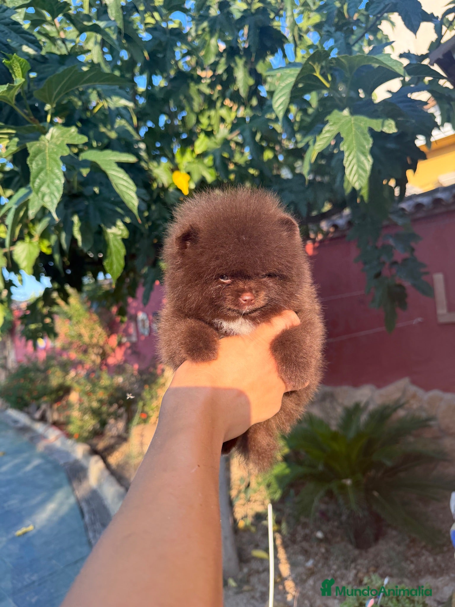 Pomerania perros Excelente Pomerania toy chocolate - Anuncio 2
