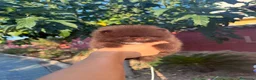 Pomerania perros en venta: Excelente Pomerania toy chocolate - Anuncio 1