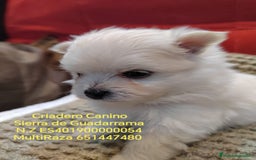 Bichón Maltés perros en venta: Bichon Maltes  - Imagen 1