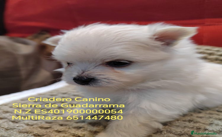 Bichón Maltés perros - Propaganda 1