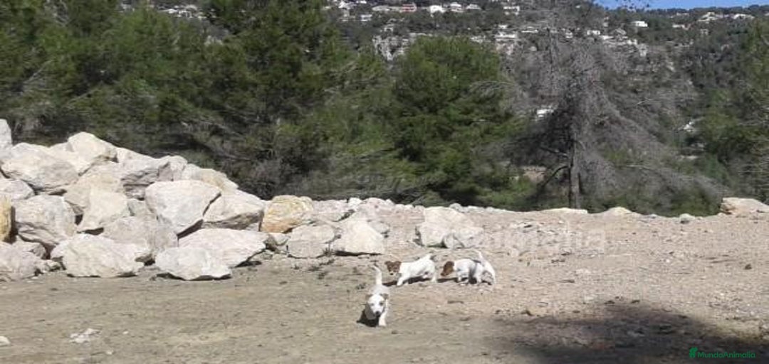 Imagen de galería {{count}}