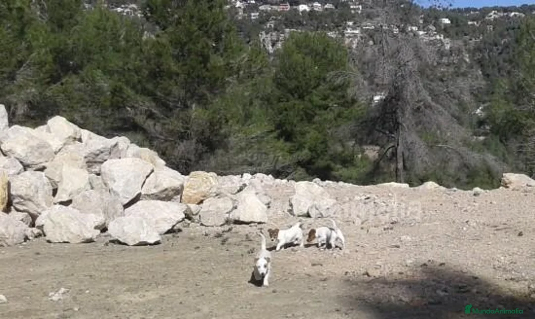 Imagen de galería {{count}}