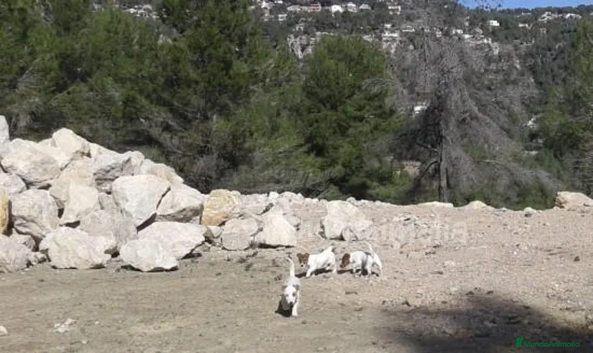 Imagen de galería {{count}}