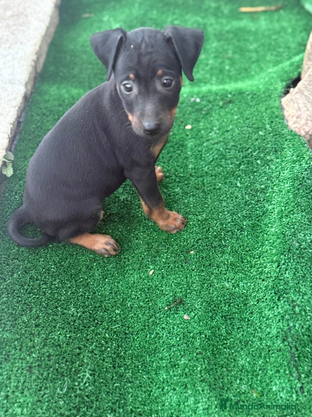 Pinscher Miniatura perros en venta: Mini pincher  - Imagen 5