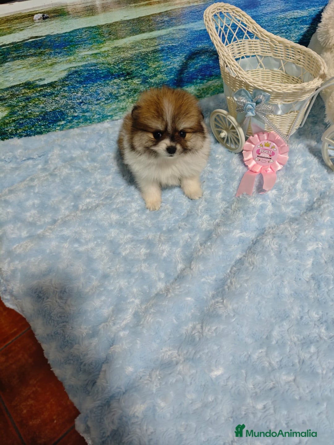 Pomerania perros en venta: POMERANIA - Anuncio 5