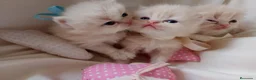 Persa gatos en venta: Gatitos persa y malayo - Anuncio 2