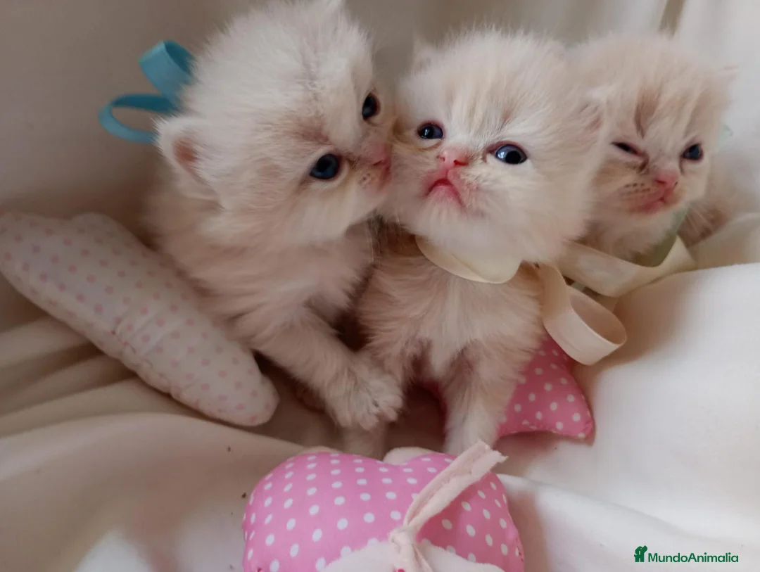 Persa gatos en venta: Gatitos persa y malayo - Anuncio 2