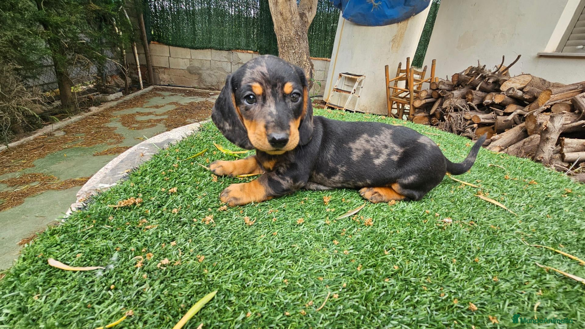 Teckel perros en venta: Cachorritos teckel KaniChen  - Anuncio 2