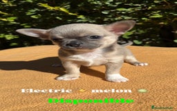 Chihuahua perros en venta: Machito chihuahua color exótico  - Imagen 1