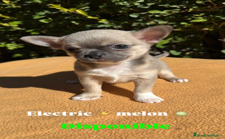 Chihuahua perros - Anuncio 3