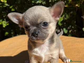 Chihuahua perros - Anuncio 3