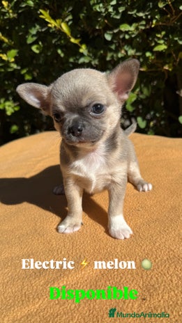 Chihuahua perros - Anuncio 2