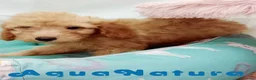Caniche Enano perros en venta: Caniche Macho de Barbie y Can 6150 - AQUANATURA en Barcelona - Anuncio 3