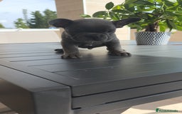 Bulldog Francés perros en venta: Bulldog Francés espectaculares - Imagen 12