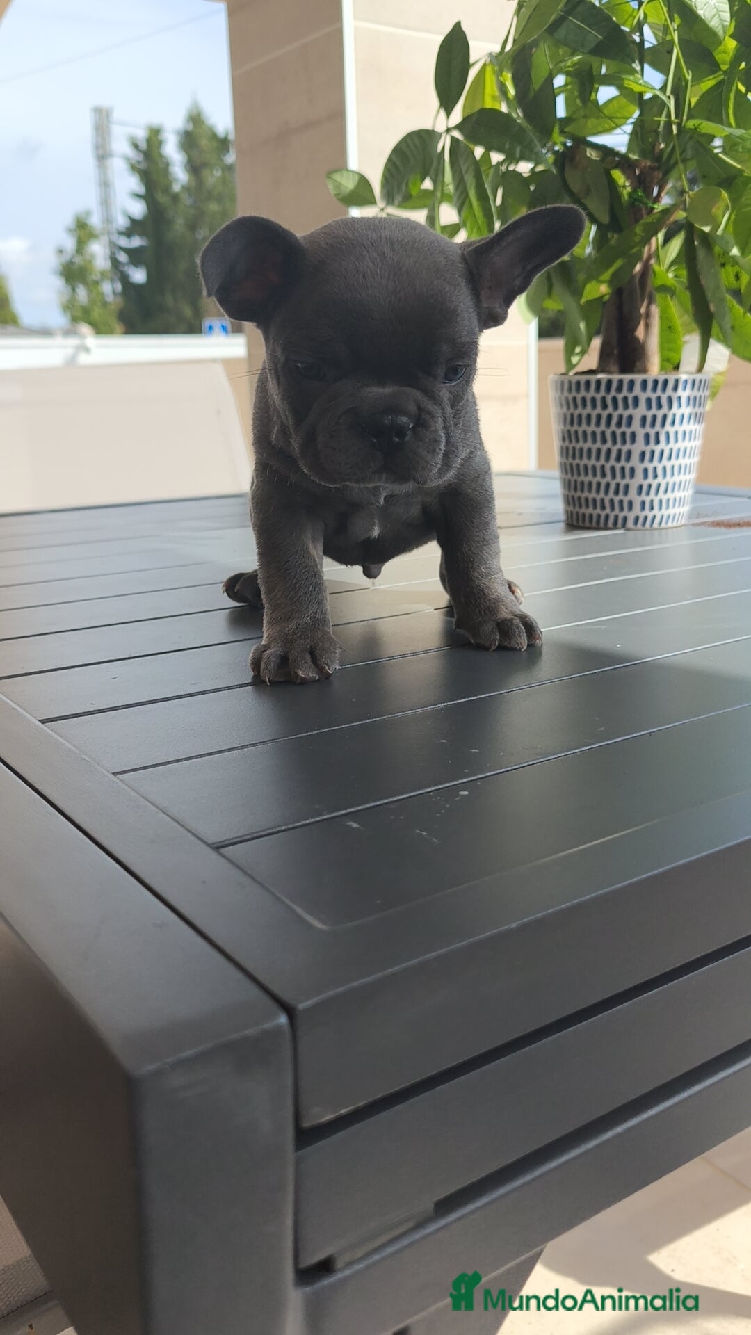 Bulldog Francés perros en venta: Bulldog Francés espectaculares - Imagen 12