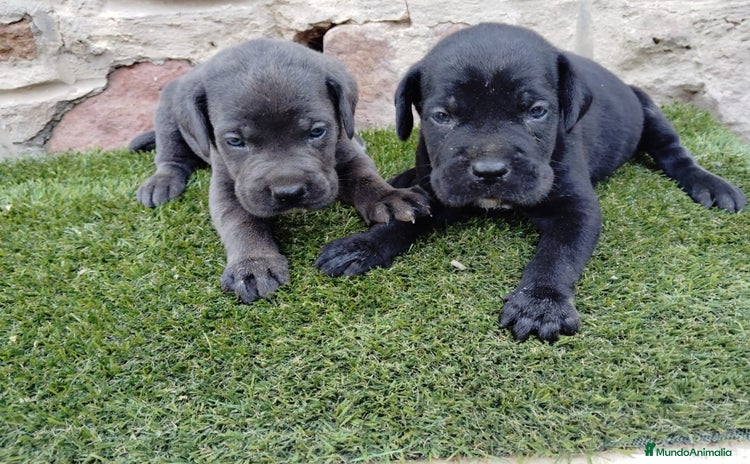 Cane Corso perros CANE CORSO - Anuncio 2