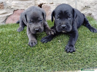 Cane Corso perros CANE CORSO - Anuncio 1