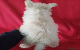 West Highland White Terrier perros en venta: Westing Terrier  - Imagen 3