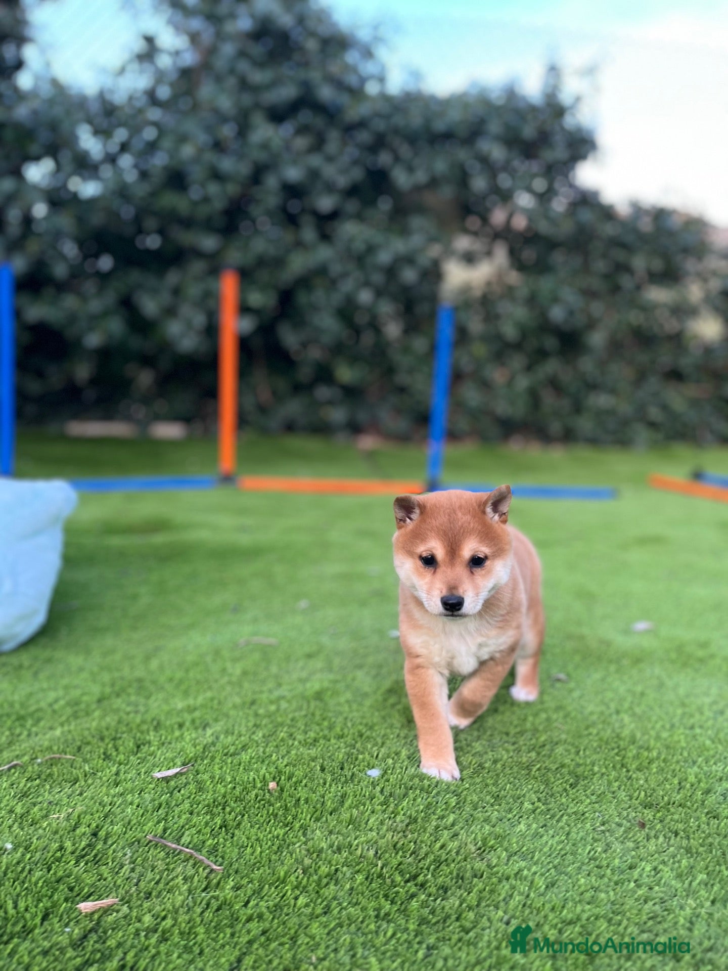 Shiba Inu perros Precioso macho de Shiba-inu ✨🦊 - Anuncio 1