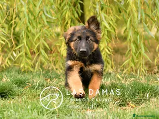Pastor Alemán perros Pastor alemán próxima camada - Anuncio 3