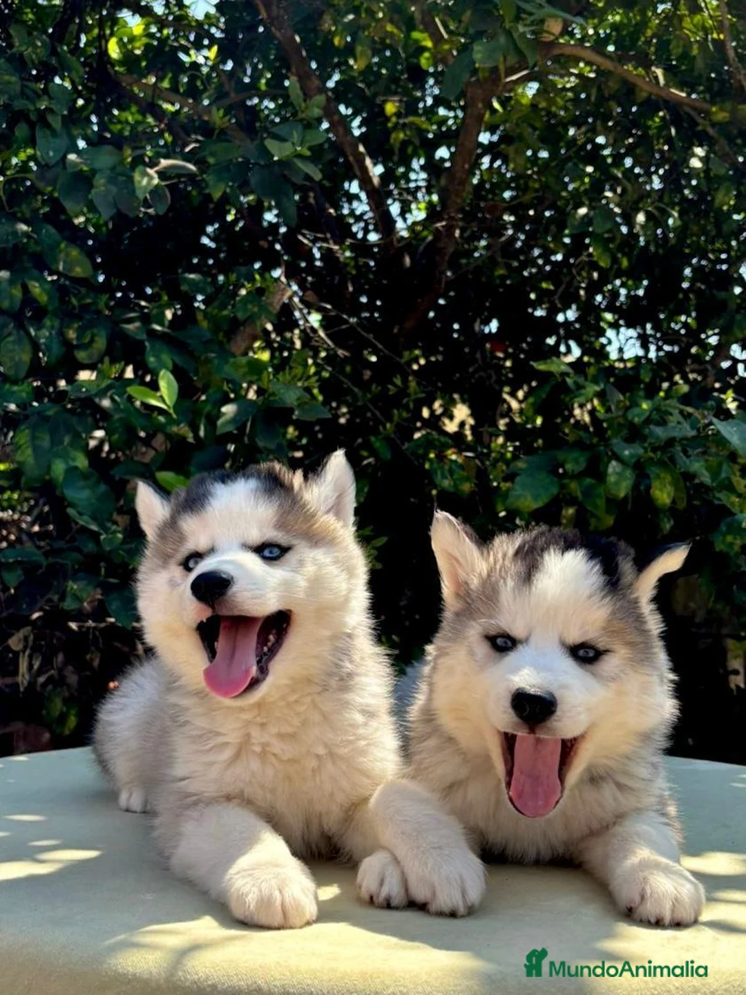 Husky Siberiano perros en venta: Husky siberiano listo para hogar - Anuncio 4