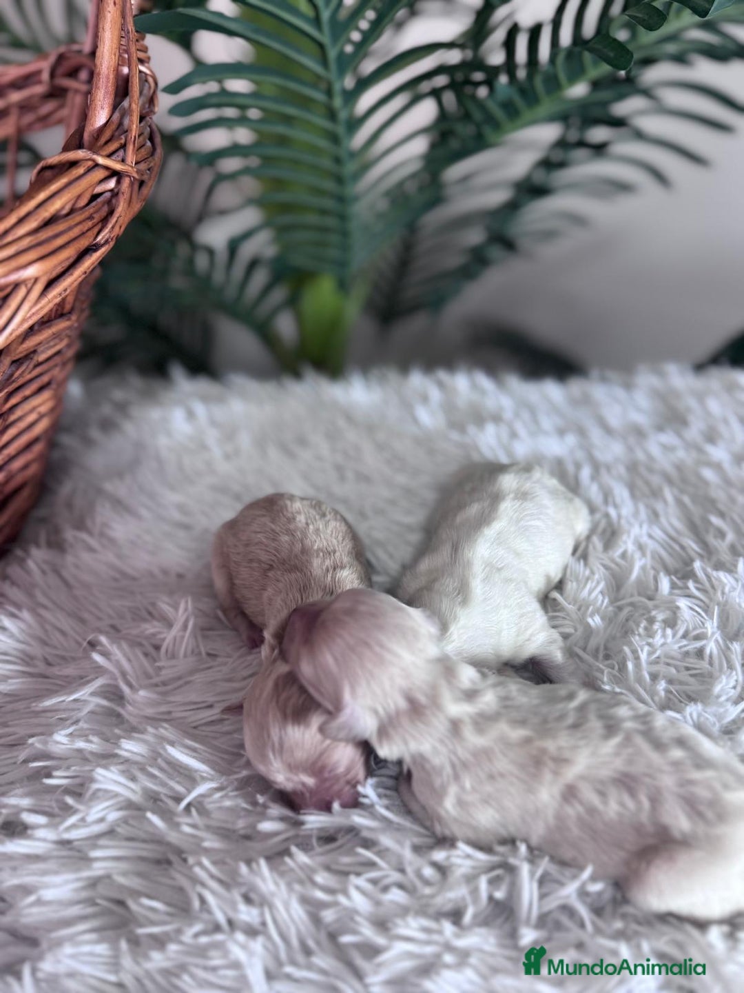 Maltipoo perros en venta: MALTIPOO - Anuncio 16