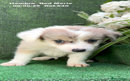Border Collie perros en venta: Border Collie hembra red Merle - Imagen 6